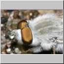 Acrosathe annulata - Stilettfliege m02.jpg